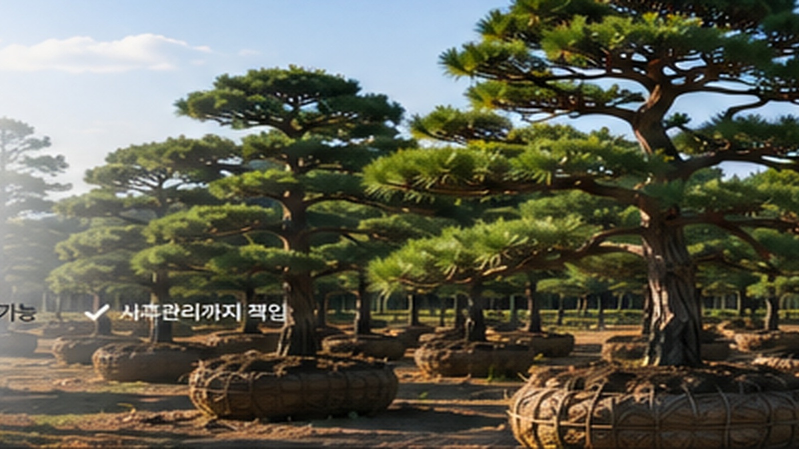 소나무 판매 대표 이미지