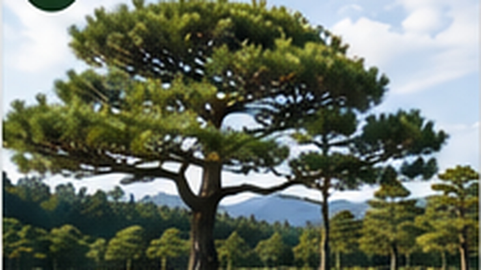 조경용 소나무
