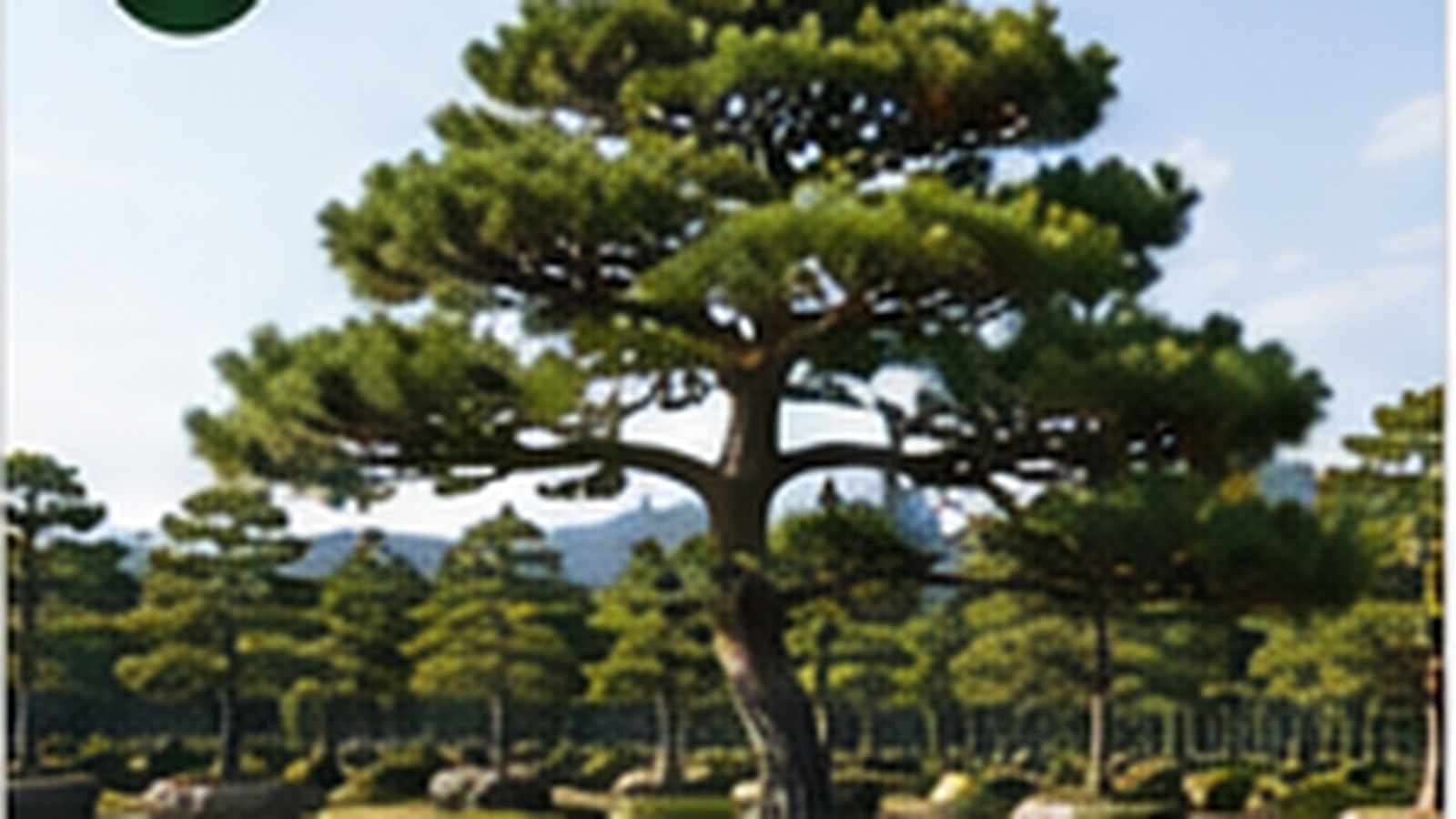 정원용 소나무