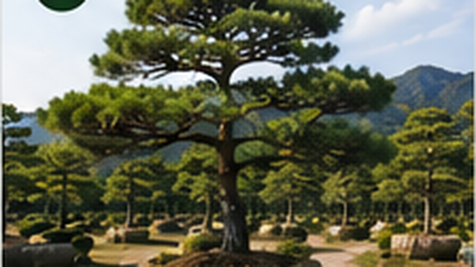 조경수 소나무