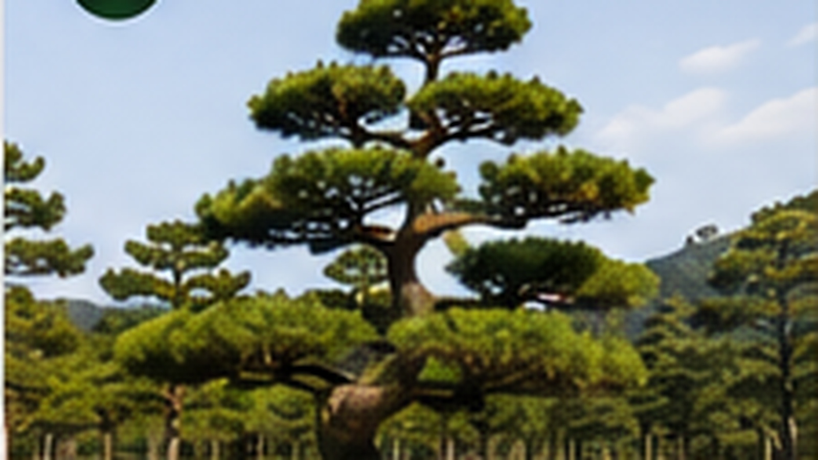 반송 특수수형 소나무