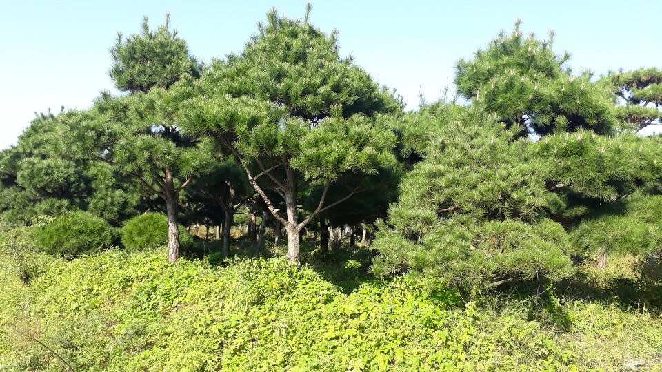 홍능조경 소나무