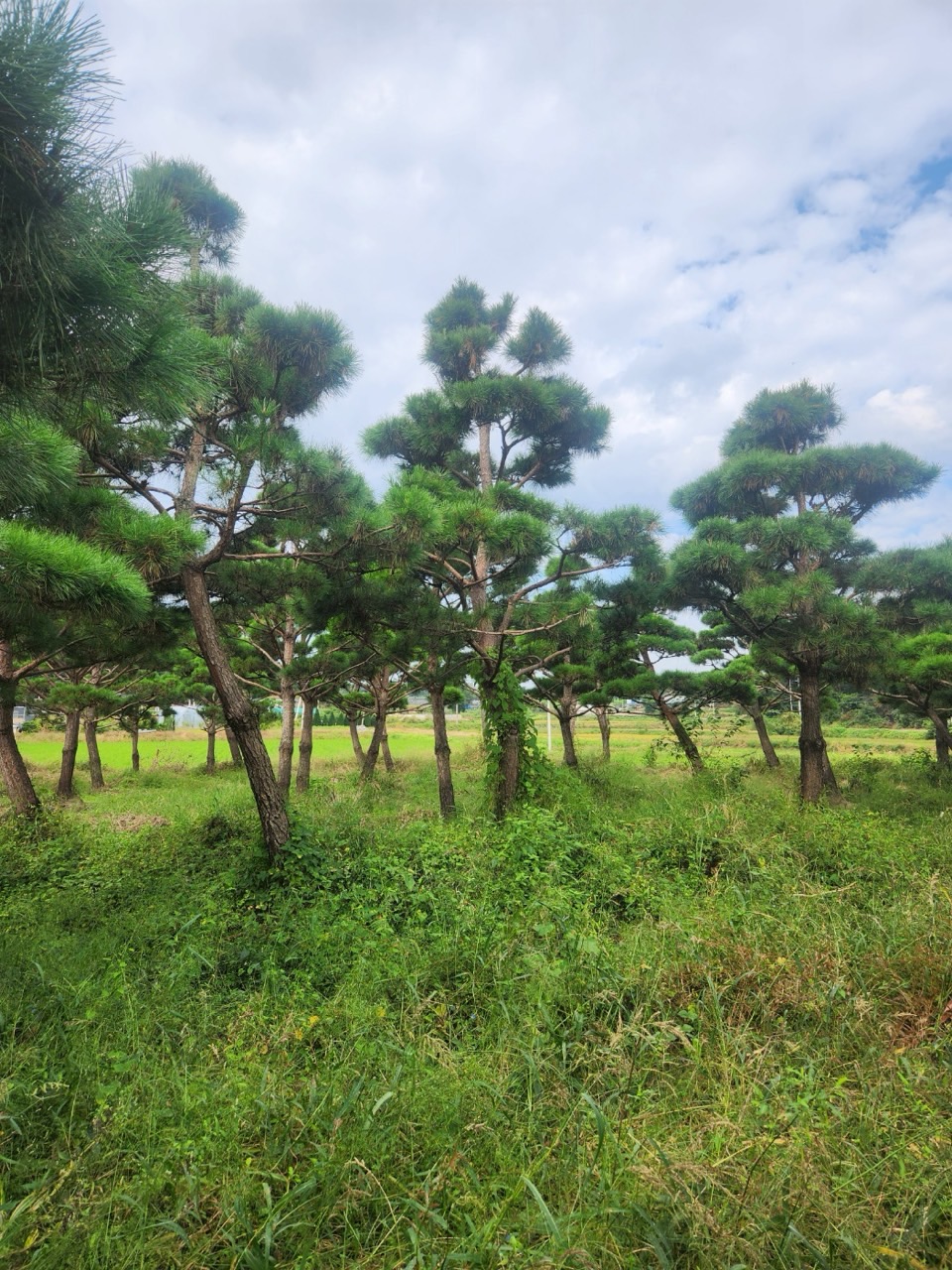 조경 소나무