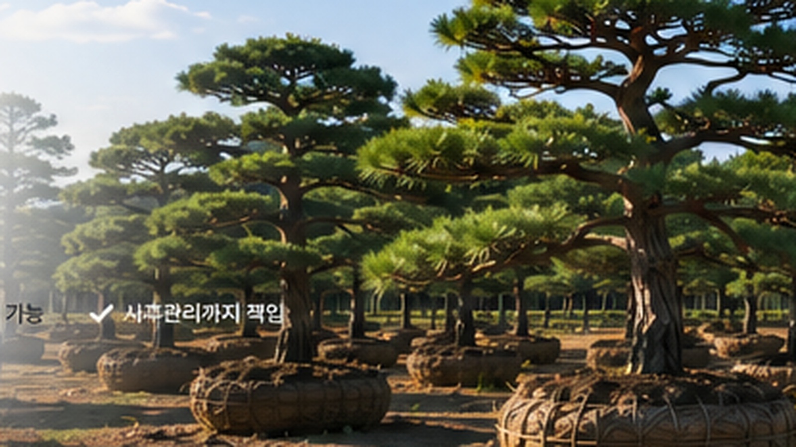 소나무 식재